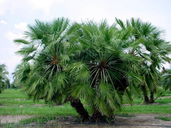 Fast, Showy, Hardy Evergreen Chamaerops humilis European Fan Palm Tree Seeds 